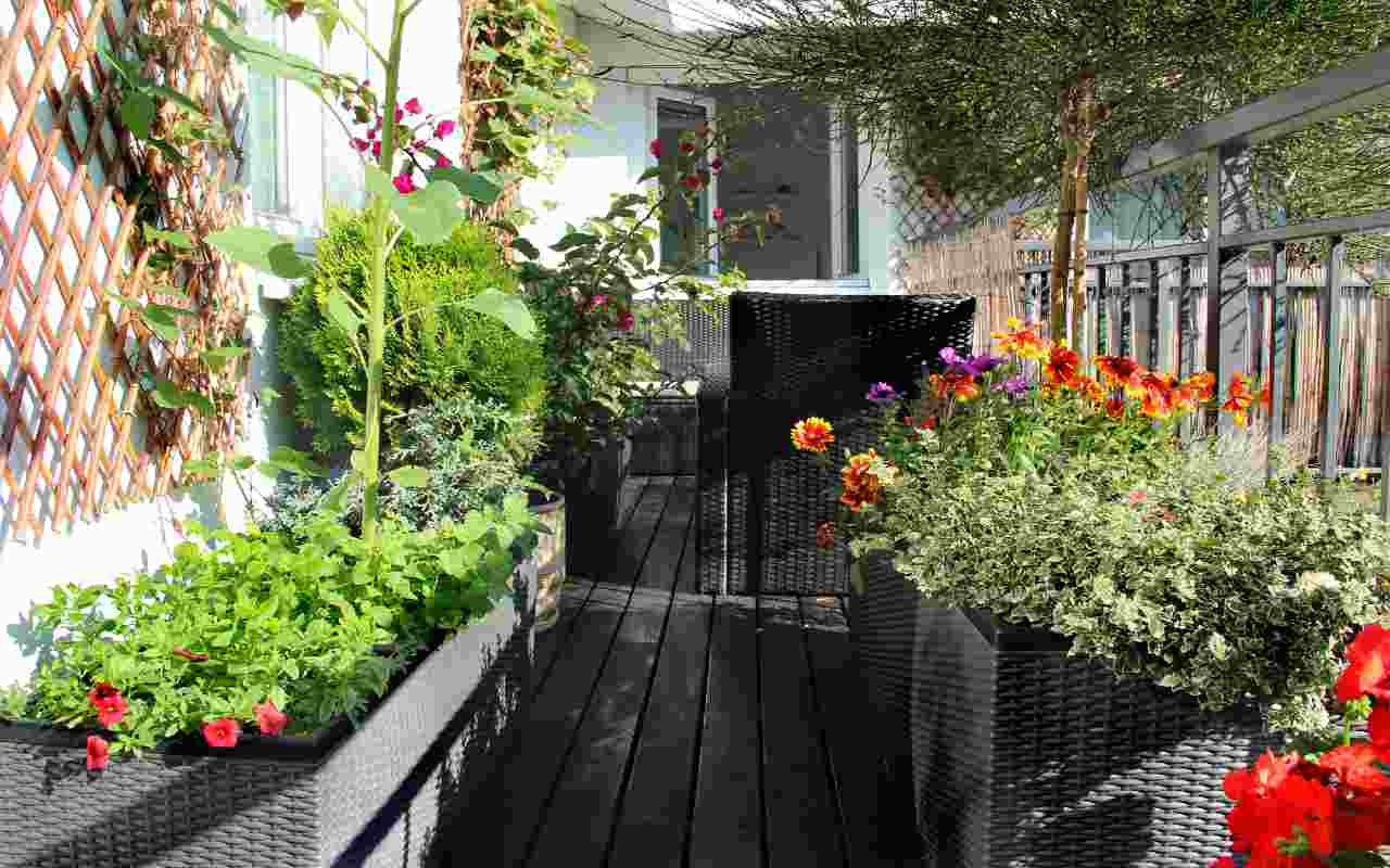 Un nuovo divieto per le piante sul balcone